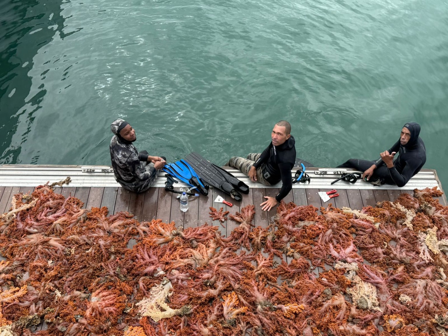 Imagem de Corais Retirados