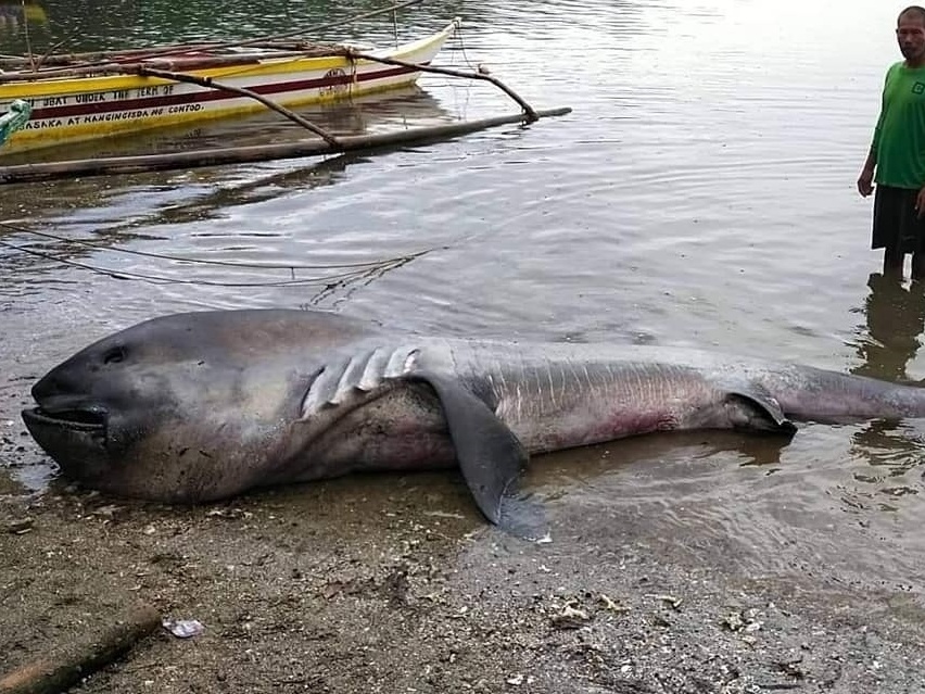 imagem do tubar&atilde;o boca grande