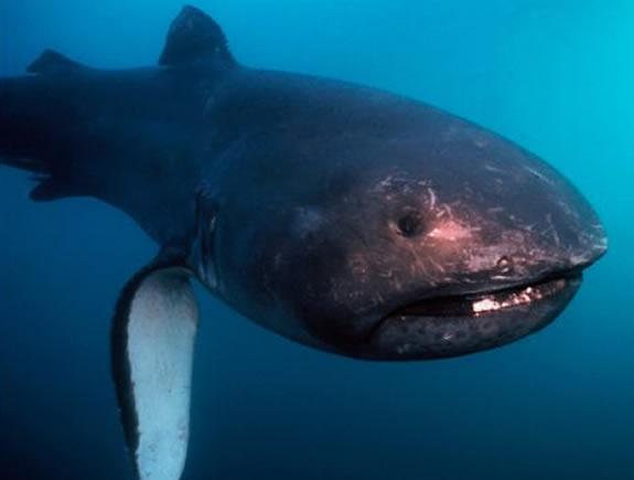 imagem do tubar&atilde;o boca grande
